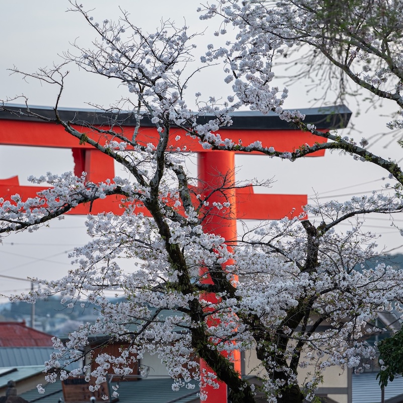 A photo of a Tori gate with cherry blossoms outside of Fiji in Japan